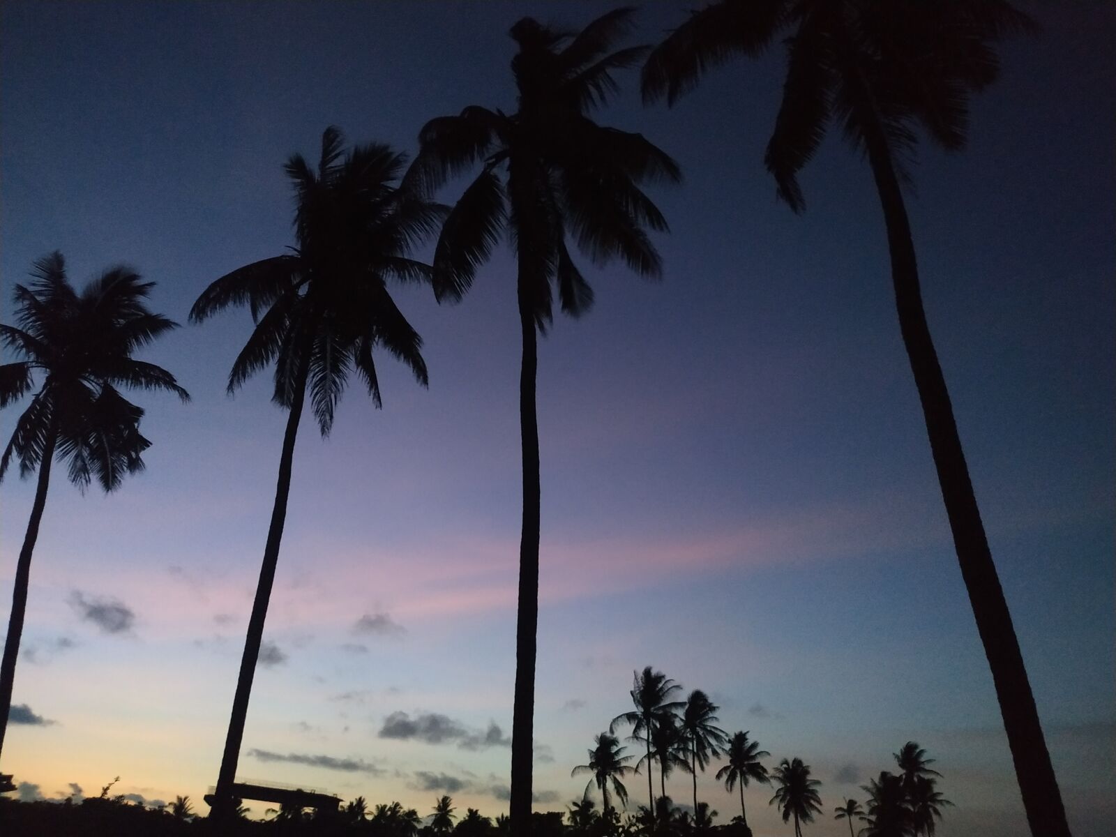 Xiaomi Redmi Note 6 Pro sample photo. Palm, coconut, tree photography