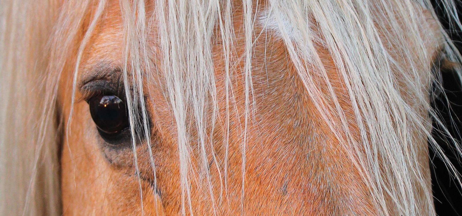 Canon EOS 1300D (EOS Rebel T6 / EOS Kiss X80) sample photo. Horse, equine, stallion photography
