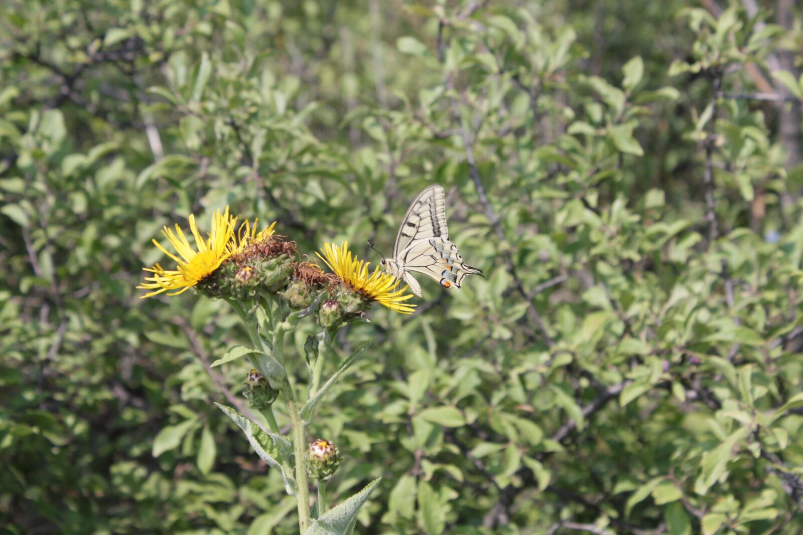 Canon EOS 500D (EOS Rebel T1i / EOS Kiss X3) sample photo. Butterfly, lepidoptera, machaon photography