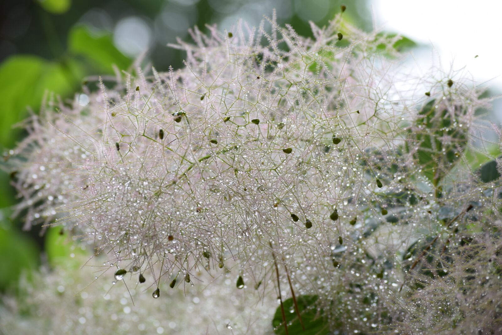 Nikon D5300 sample photo. Blossom, bloom, bamboo grassedit photography