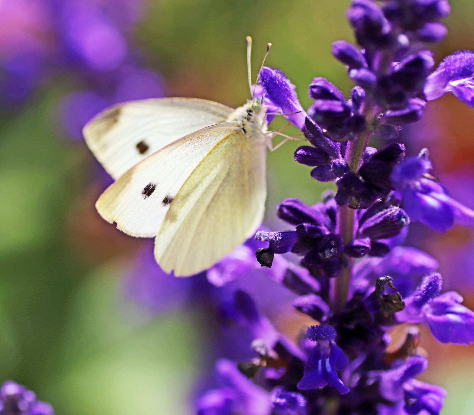 Tamron SP 90mm F2.8 Di VC USD 1:1 Macro sample photo. Butterfly, white, insect photography