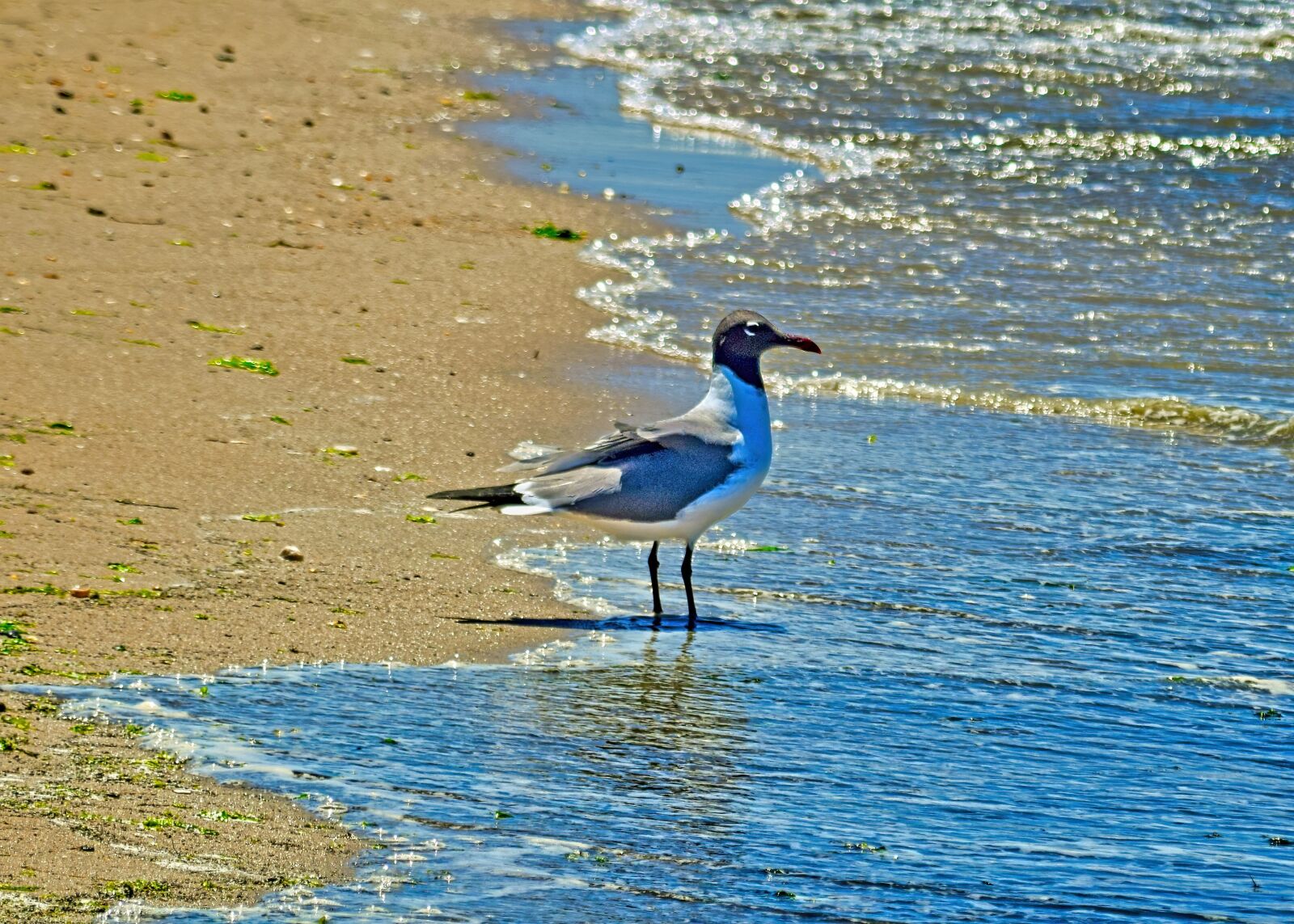 Nikon D3300 sample photo. Seagull, bird, tide photography