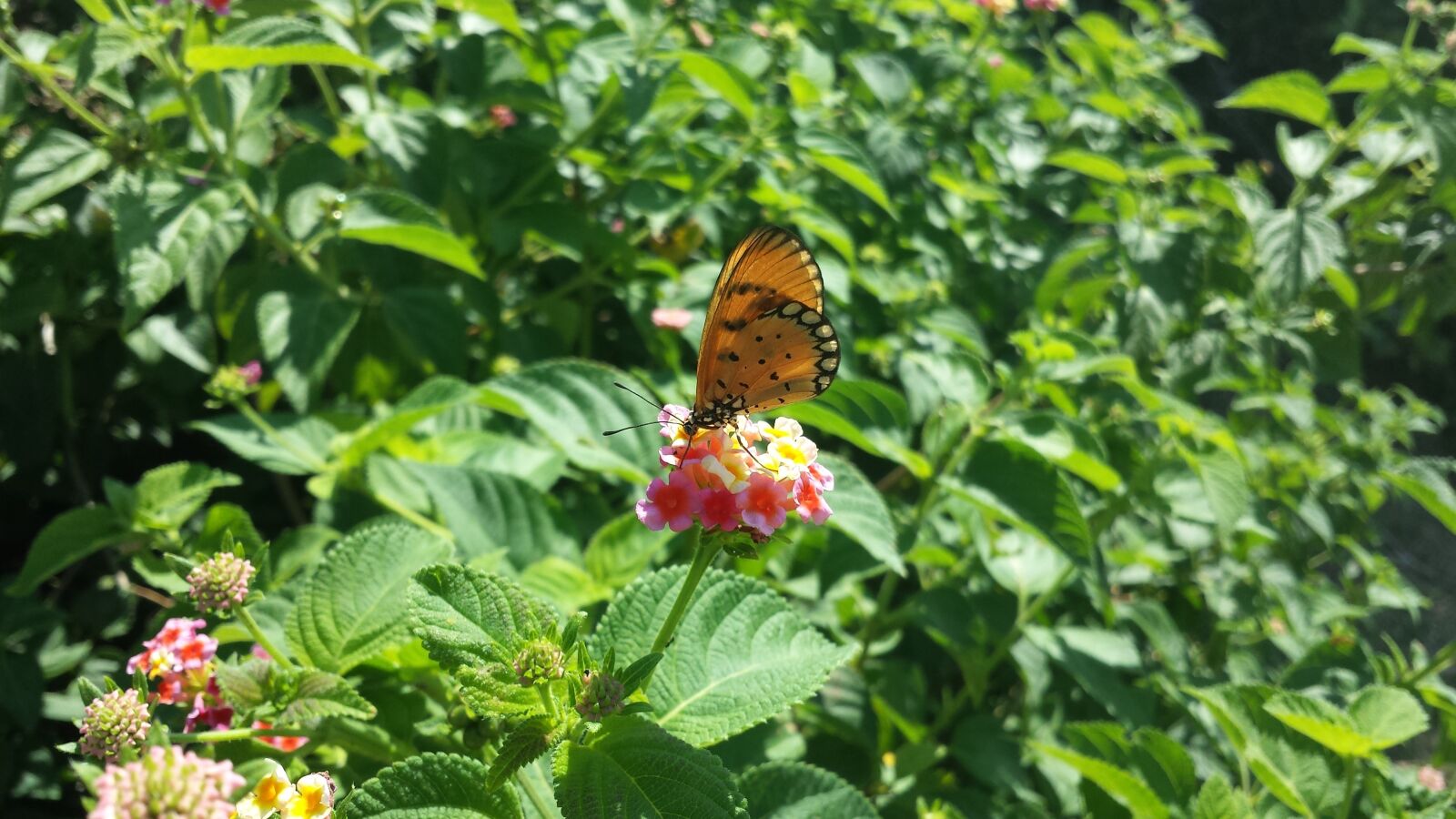 Samsung Galaxy S4 sample photo. Flower, butterfly, insects photography