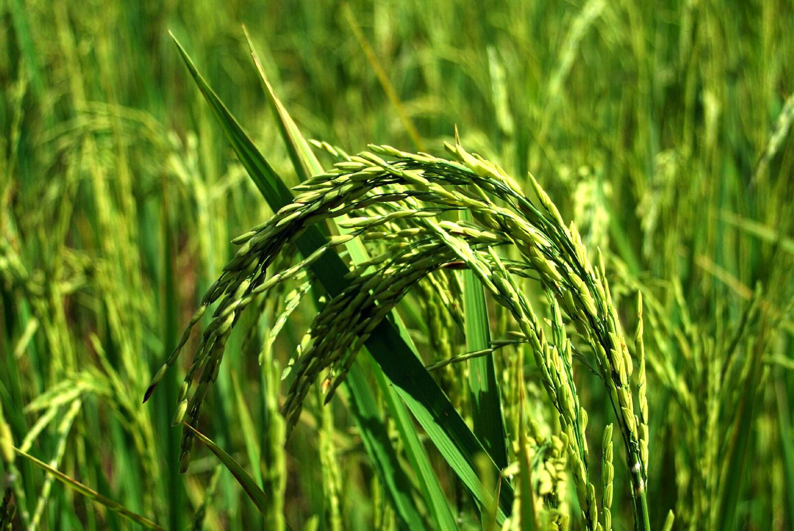 Nikon D60 sample photo. Green plant, rice, farming photography