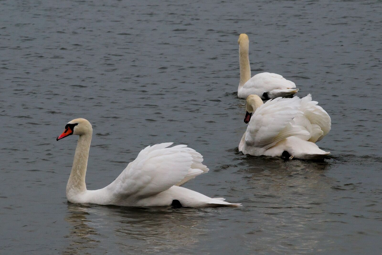 Nikon D3300 sample photo. Swan, bird, wild birds photography