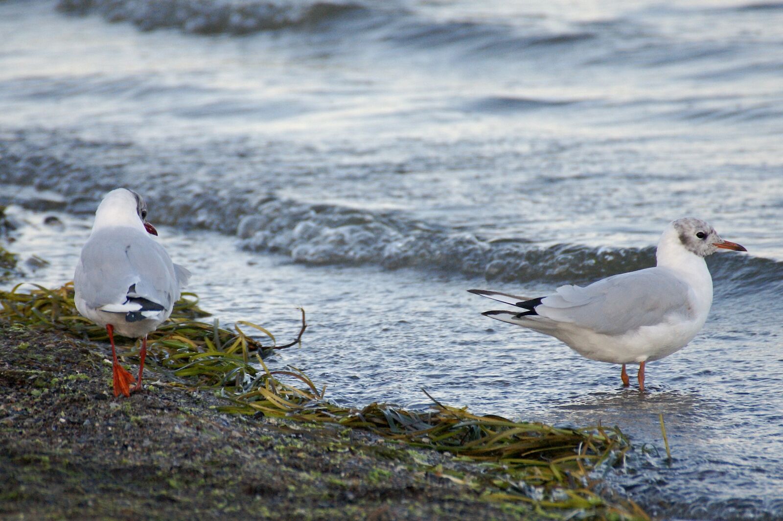 Sony Alpha DSLR-A350 sample photo. Gulls, beach, sea photography