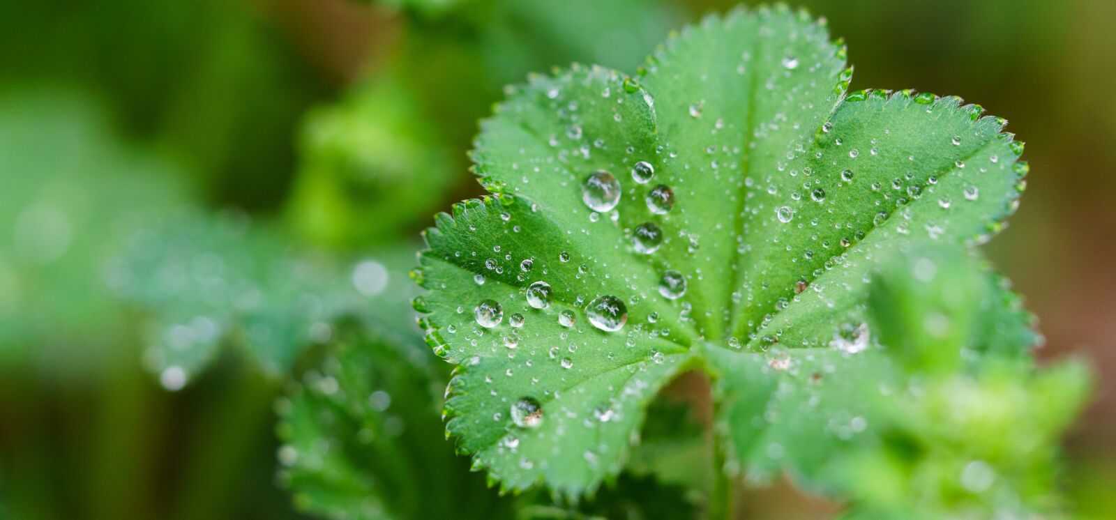 Sony a7R II + Sony FE 90mm F2.8 Macro G OSS sample photo. Leaf, drip, rain photography