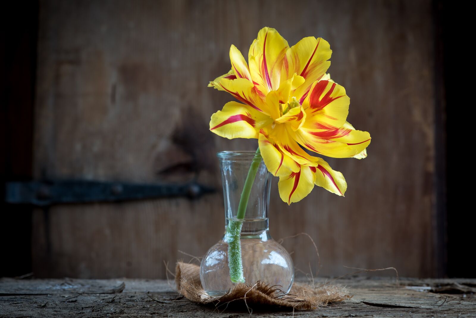 Nikon D750 sample photo. Tulip, flower, blossom photography