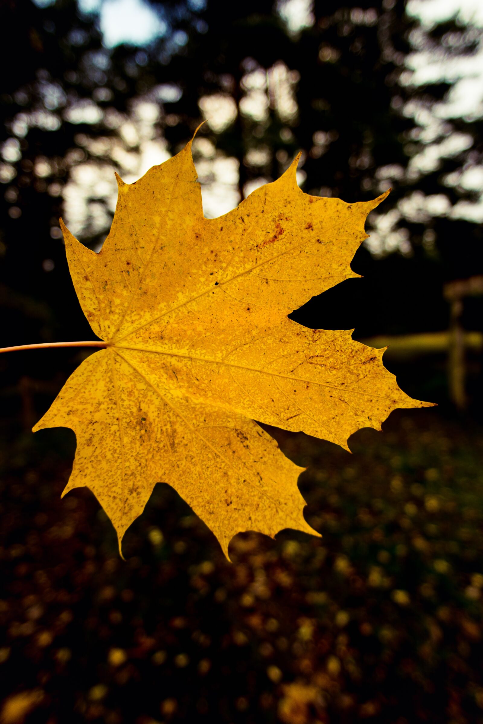 Nikon D7100 sample photo. Nature, leaf, blur photography