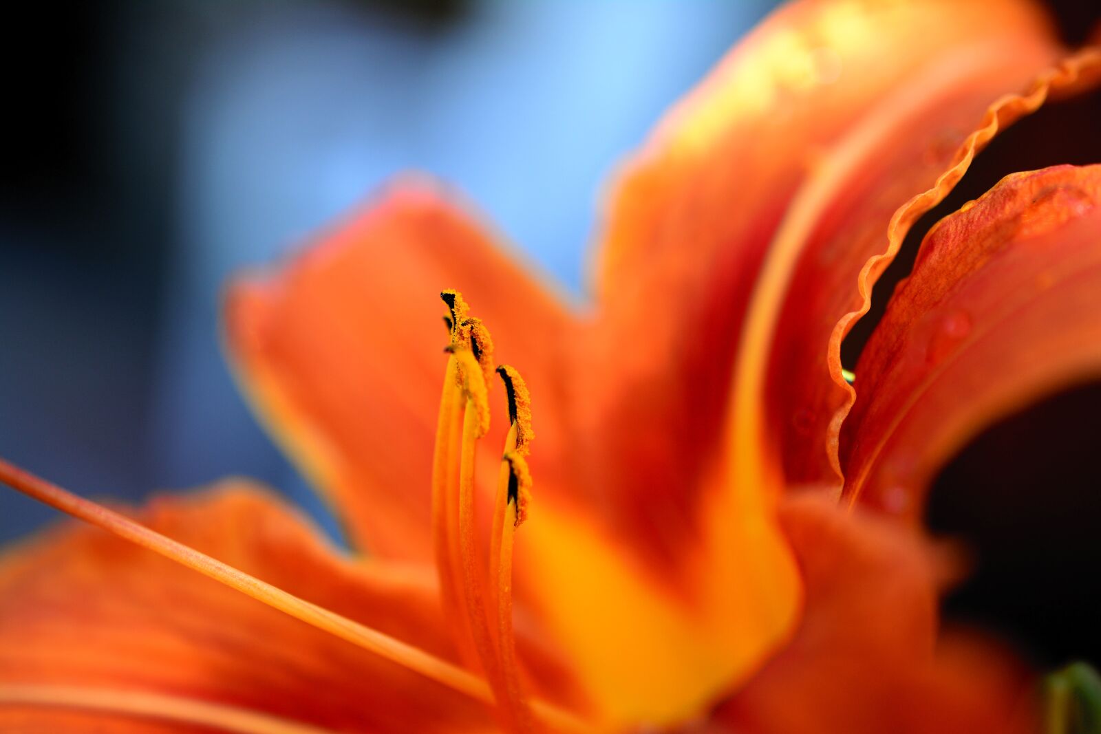 Nikon D5200 sample photo. Feuerlilie, garden lily, lily photography