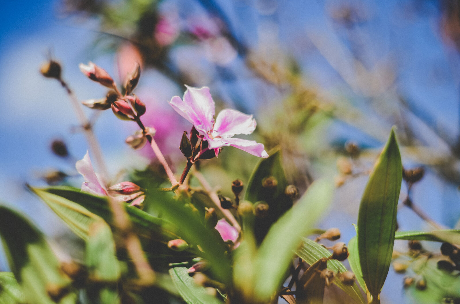 Nikon D5100 sample photo. Flower photography