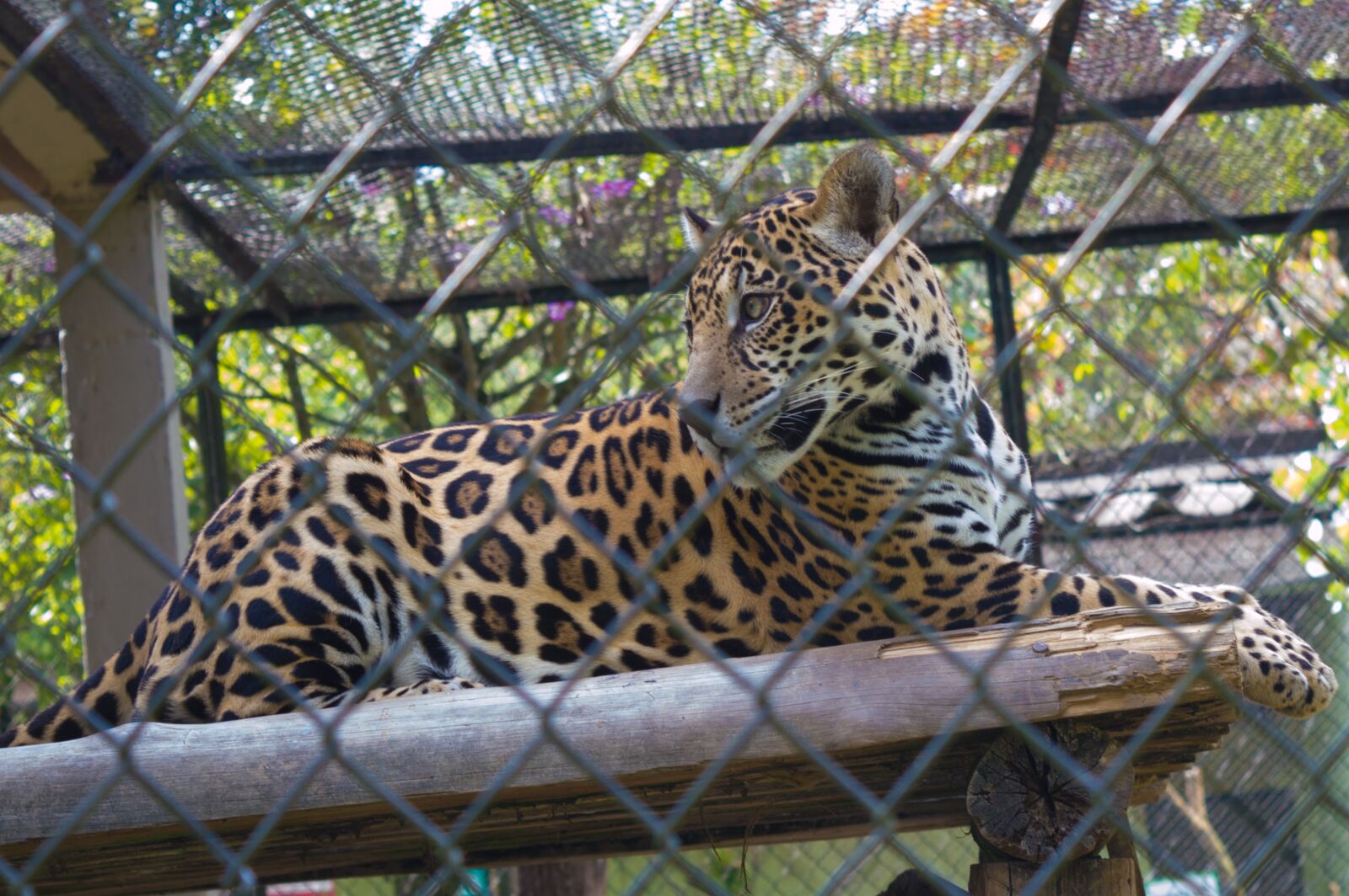 Nikon D3200 sample photo. Africa, african, animal photography