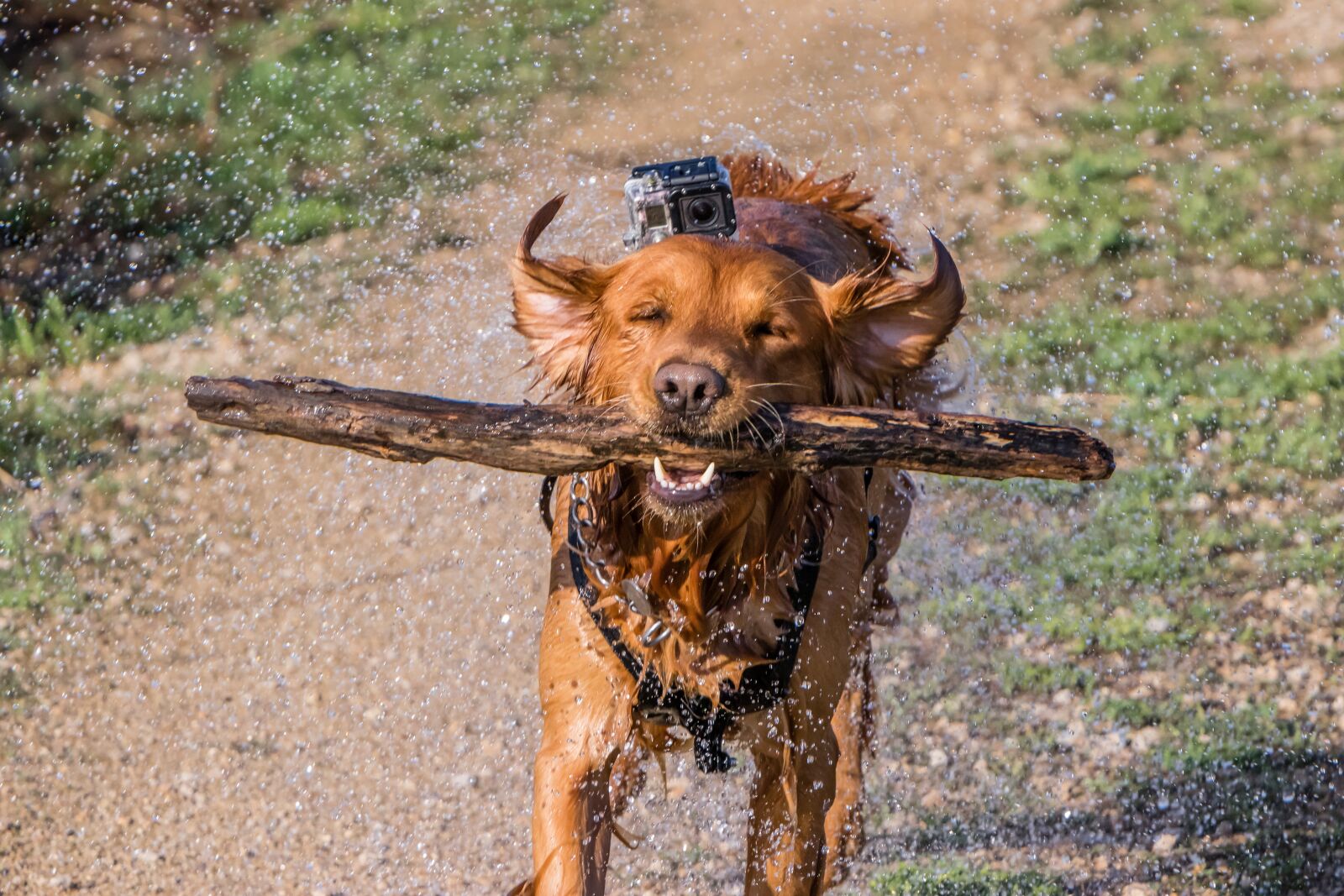 Canon EOS 80D sample photo. Dog, golden retriever, gopro photography