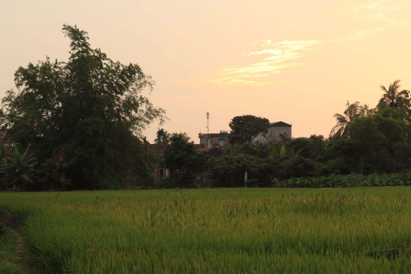 Canon EOS M50 (EOS Kiss M) sample photo. Paddy field, silk, rice photography