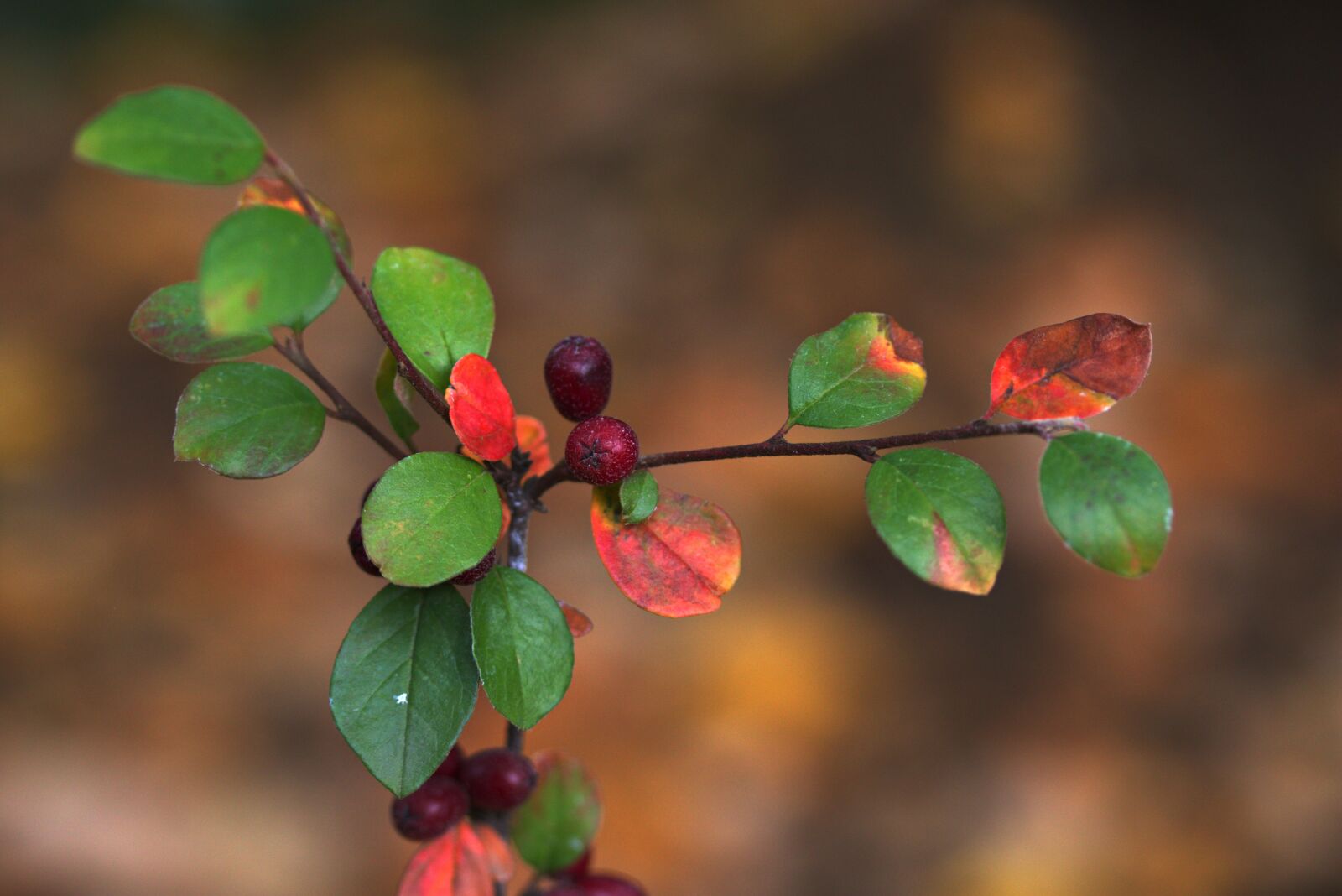 Canon EF-S 60mm F2.8 Macro USM sample photo. Leaves, red, casey photography