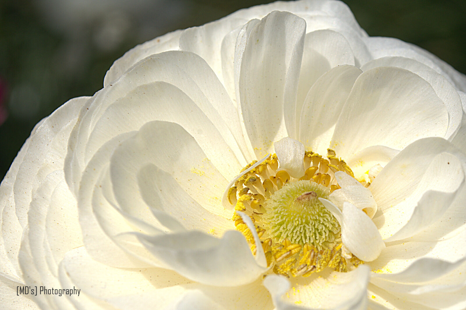Nikon D5100 sample photo