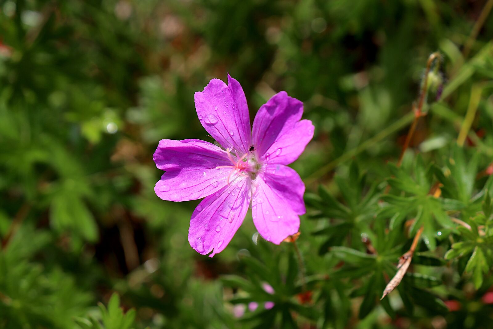 Canon EOS 800D (EOS Rebel T7i / EOS Kiss X9i) sample photo. Flower, plants, dark pink photography