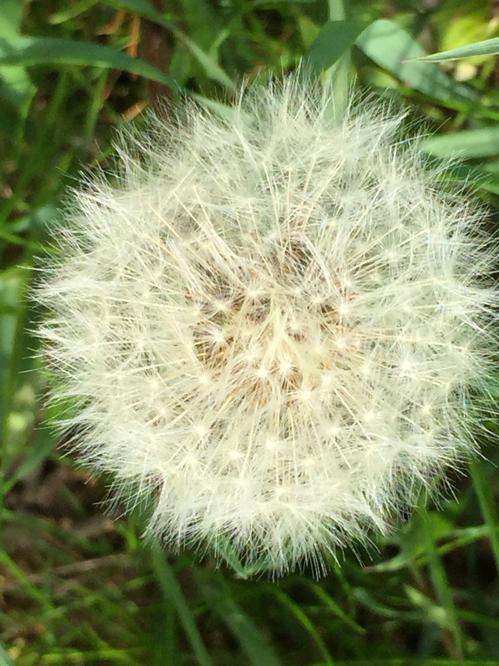Apple iPhone 6 sample photo. Fluff, dandelion, summer photography