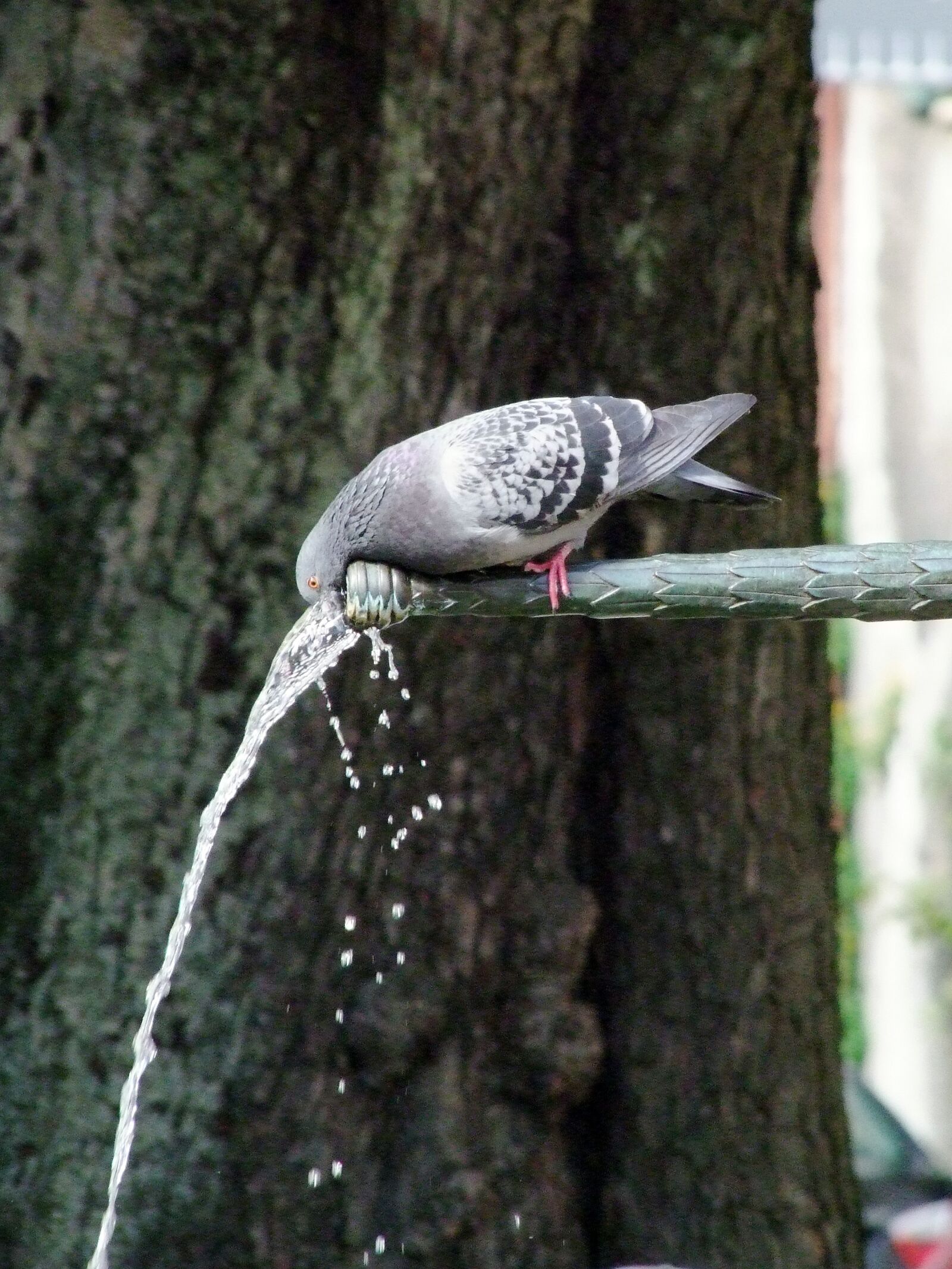 Fujifilm FinePix S100fs sample photo. Pigeon, bird, drink photography