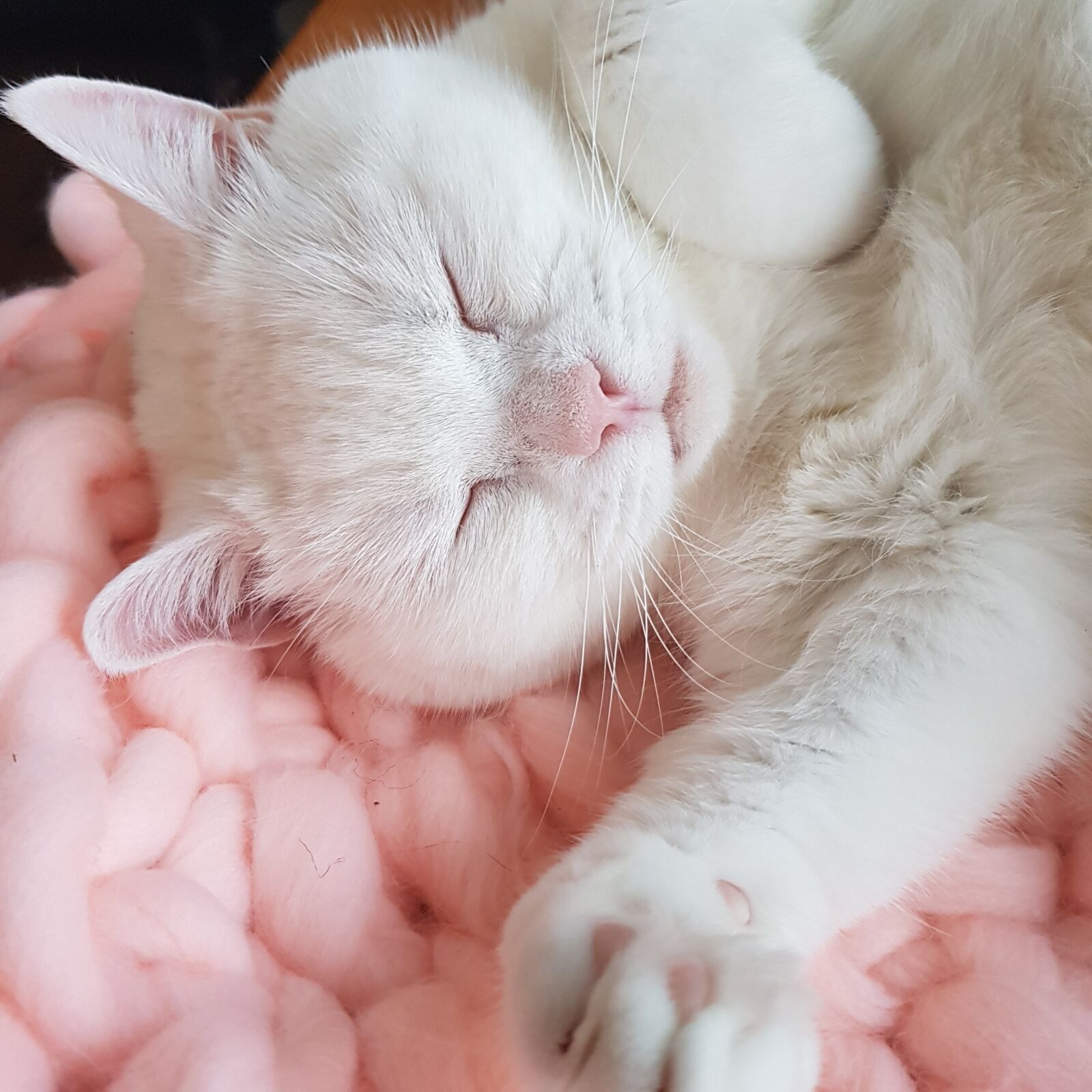 Samsung Galaxy S8 sample photo. Cute, fluffy, cat photography