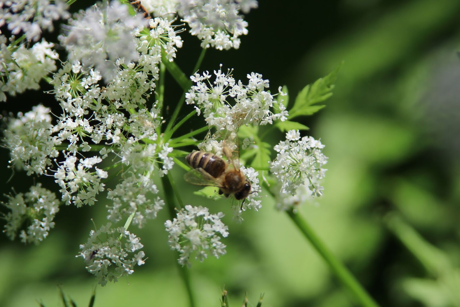Canon EOS 650D (EOS Rebel T4i / EOS Kiss X6i) sample photo. Macro, flower, bee photography