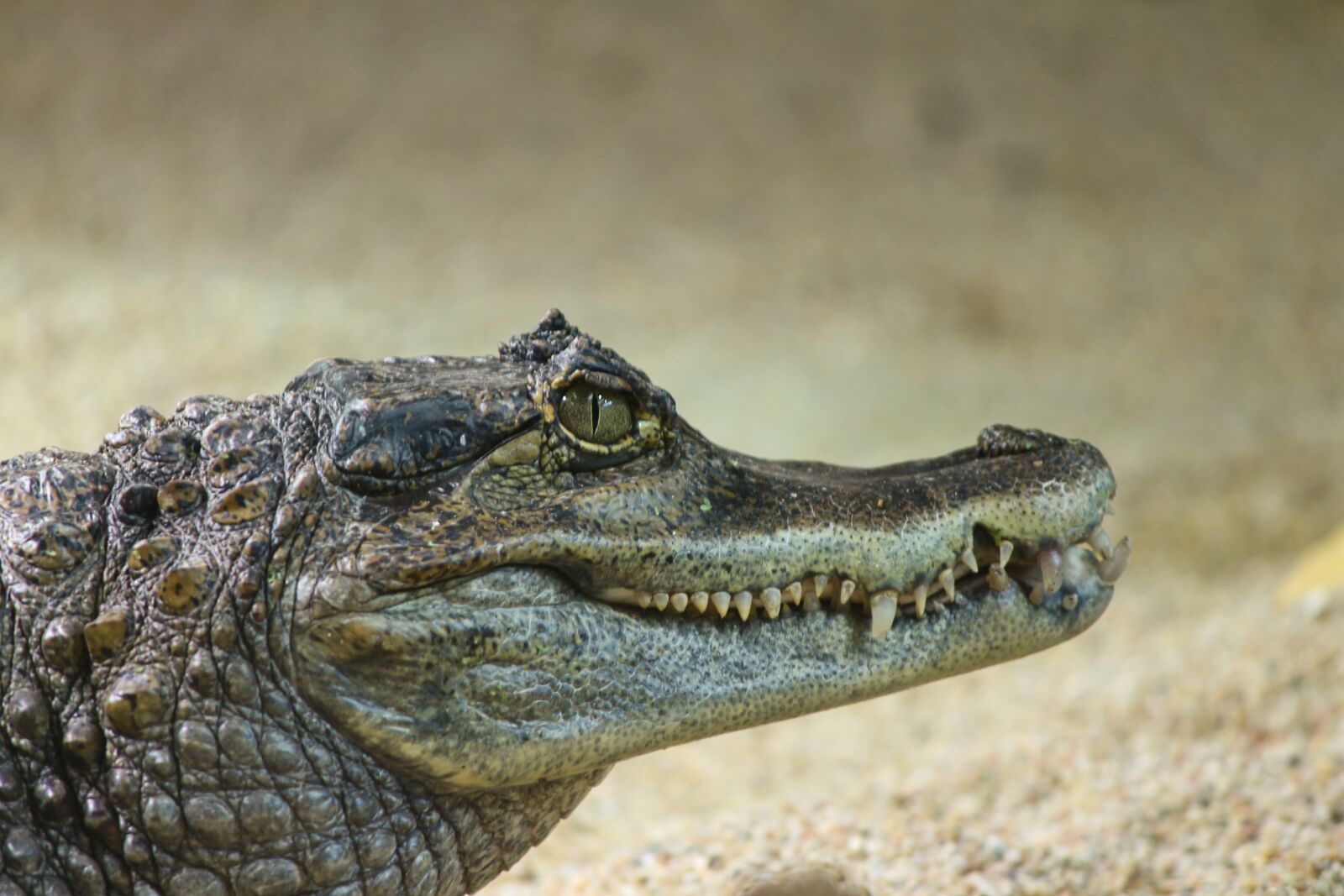 Canon EOS 1100D (EOS Rebel T3 / EOS Kiss X50) sample photo. Crocodile cayman islands, caiman photography