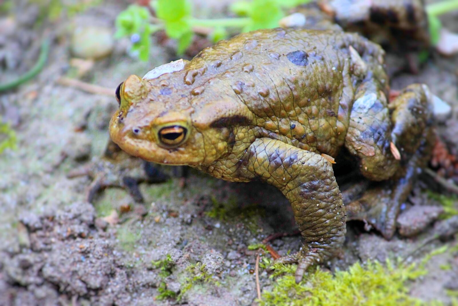 Canon EOS 600D (Rebel EOS T3i / EOS Kiss X5) sample photo. Toad, reptile, amphibians photography