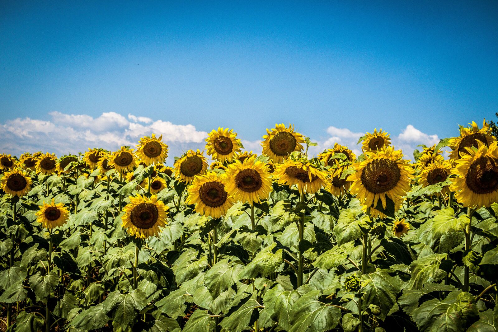 Canon PowerShot G7 X Mark II sample photo. Sunflowers, sky, field photography