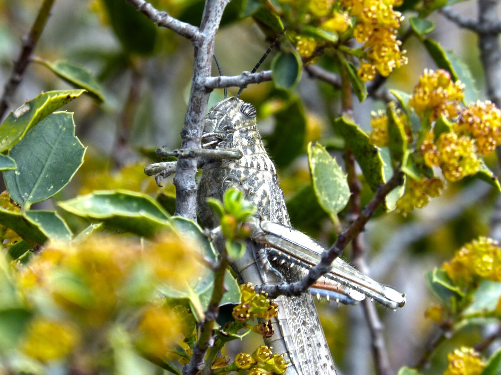 Panasonic DMC-FZ62 sample photo. Grasshopper, lobster, detail photography