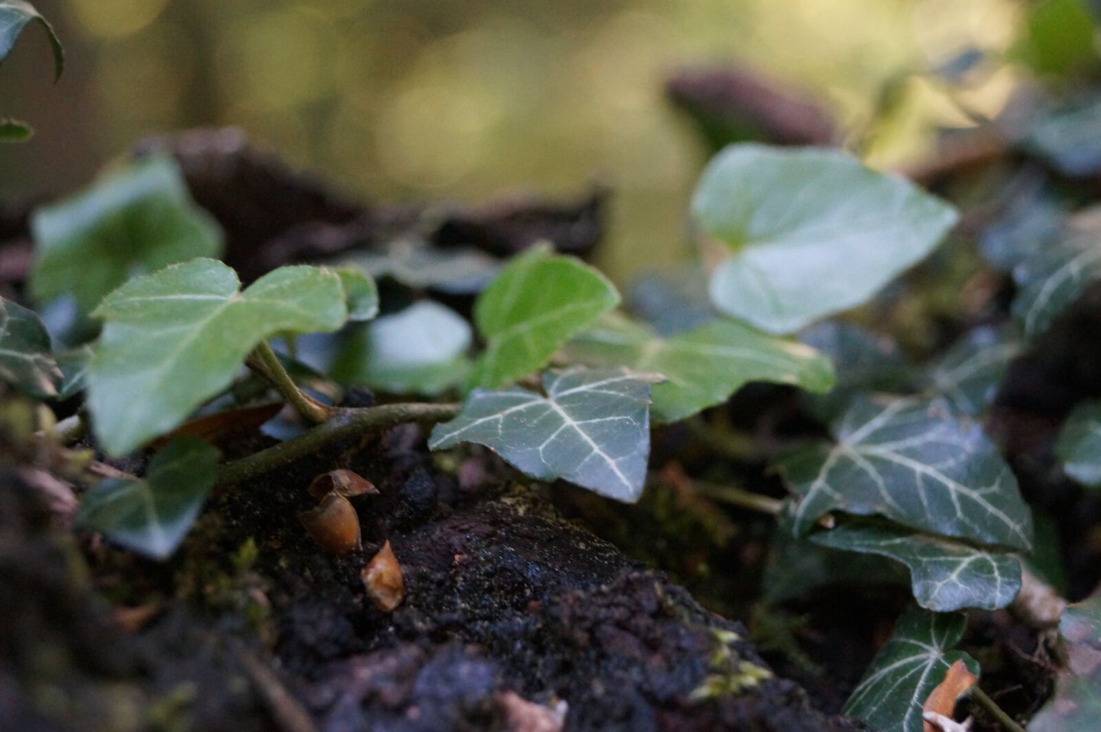 Sony DT 18-55mm F3.5-5.6 SAM II sample photo. Ivy, tree, bark photography