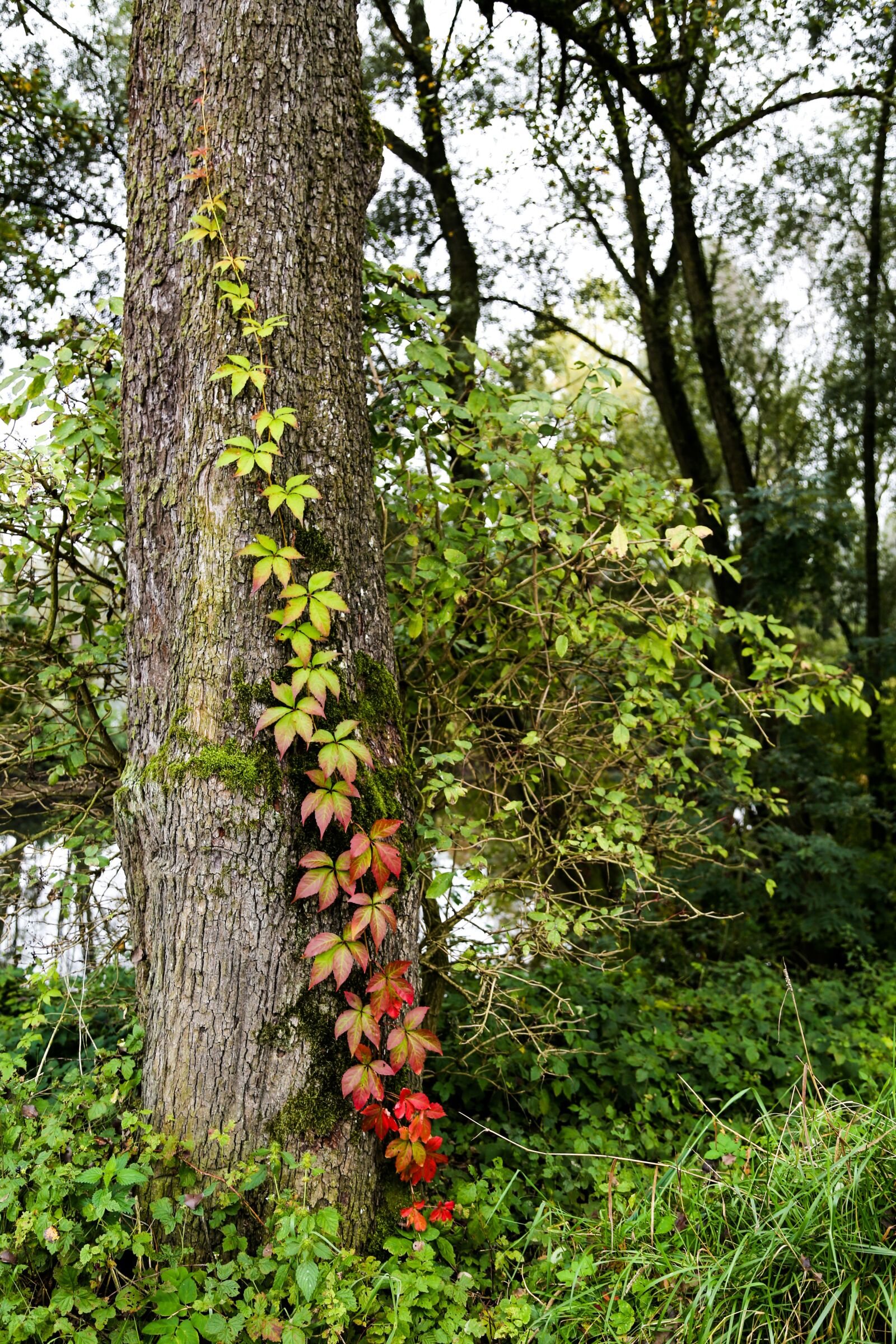 Canon EF 24-105mm F4L IS USM sample photo. Tree, wine partner, ivy photography