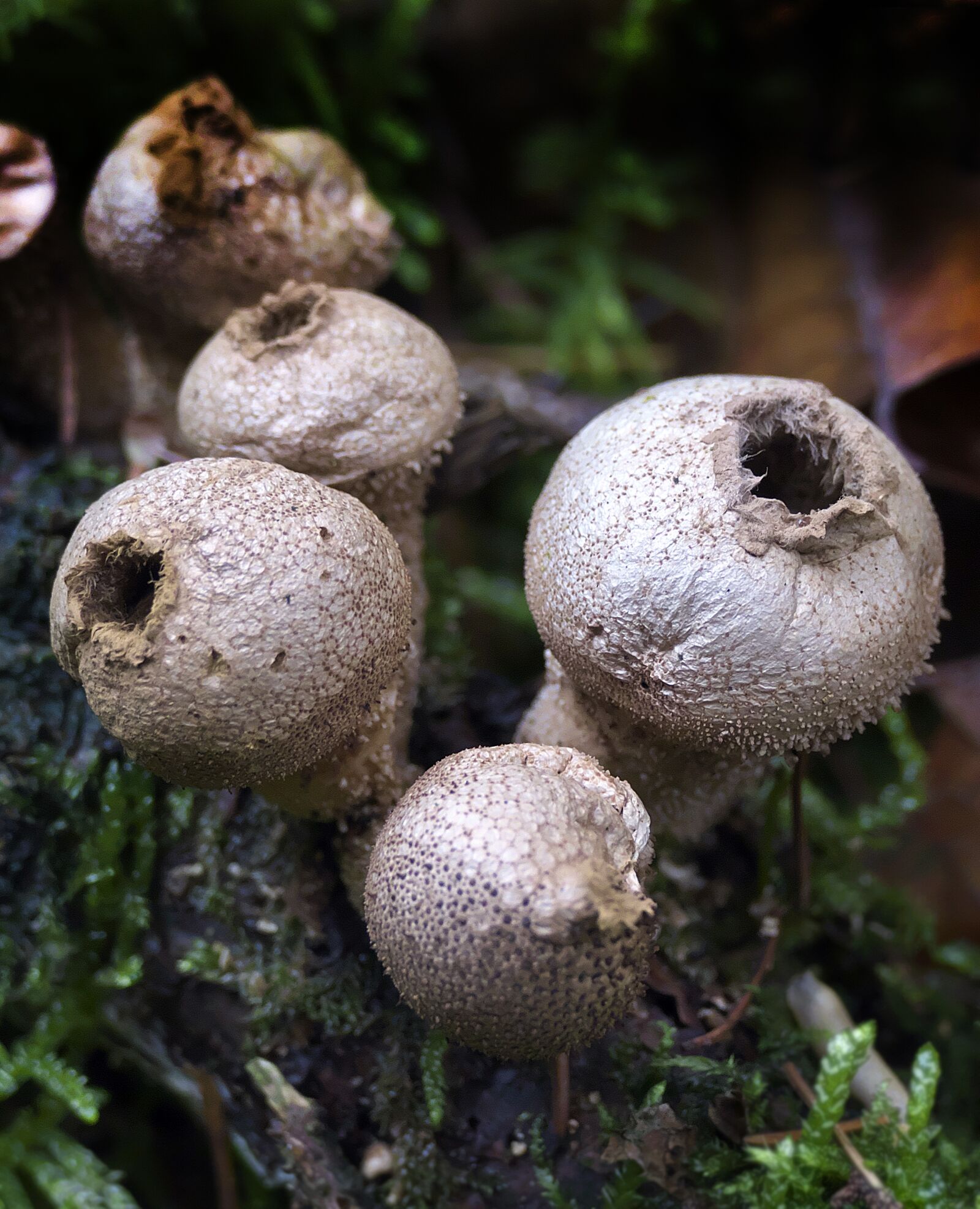 Panasonic Lumix DMC-FZ1000 sample photo. Mushroom, mushrooms, bottles russulas photography