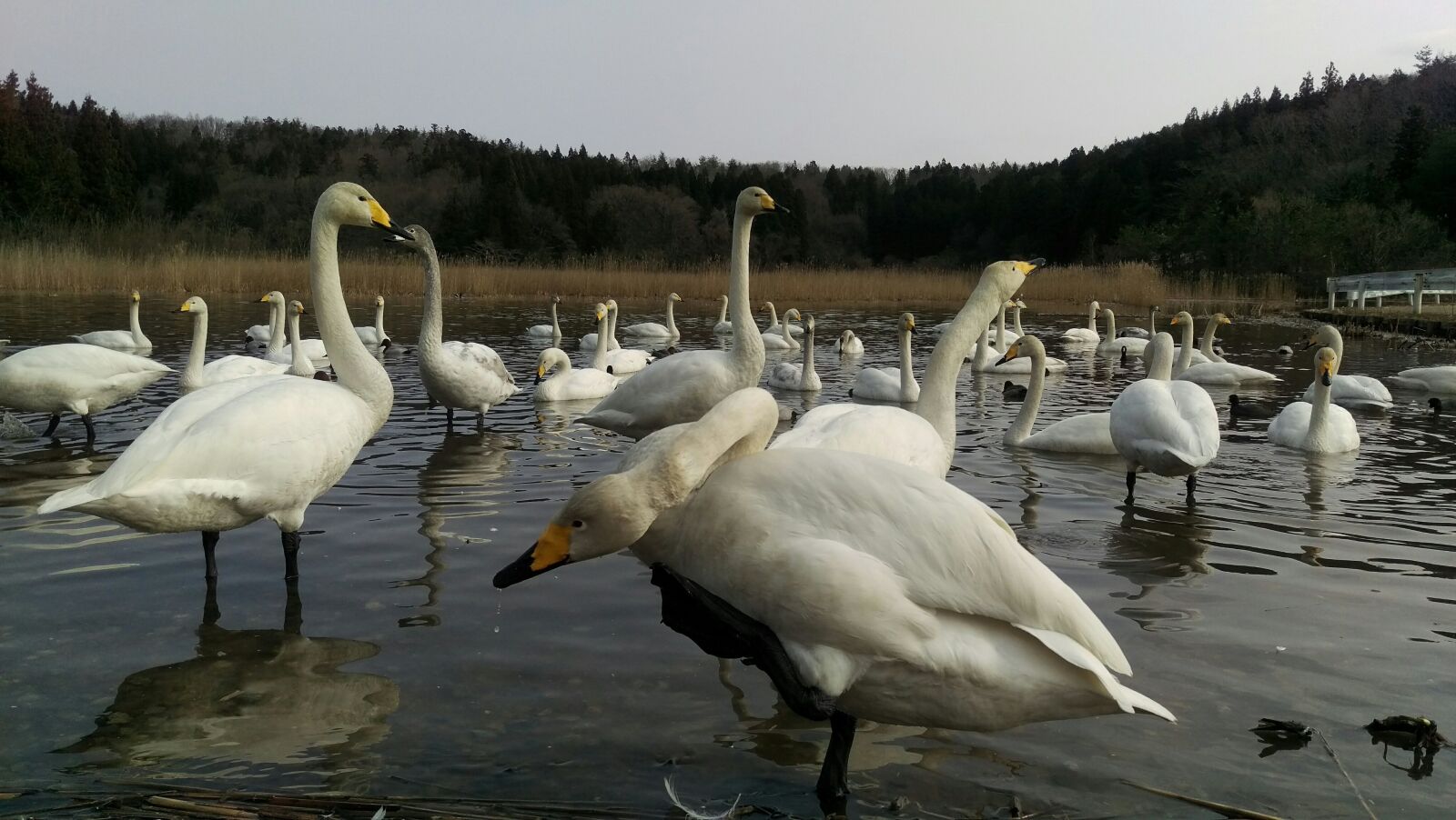 HTC HTV31 sample photo. Swan, wild birds, wild photography