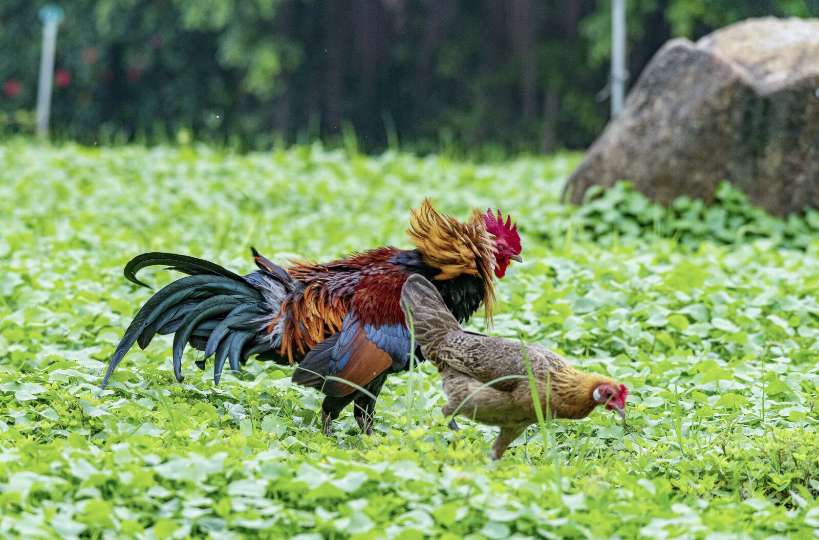 Nikon D810 sample photo. Chicken, rico, delicious photography