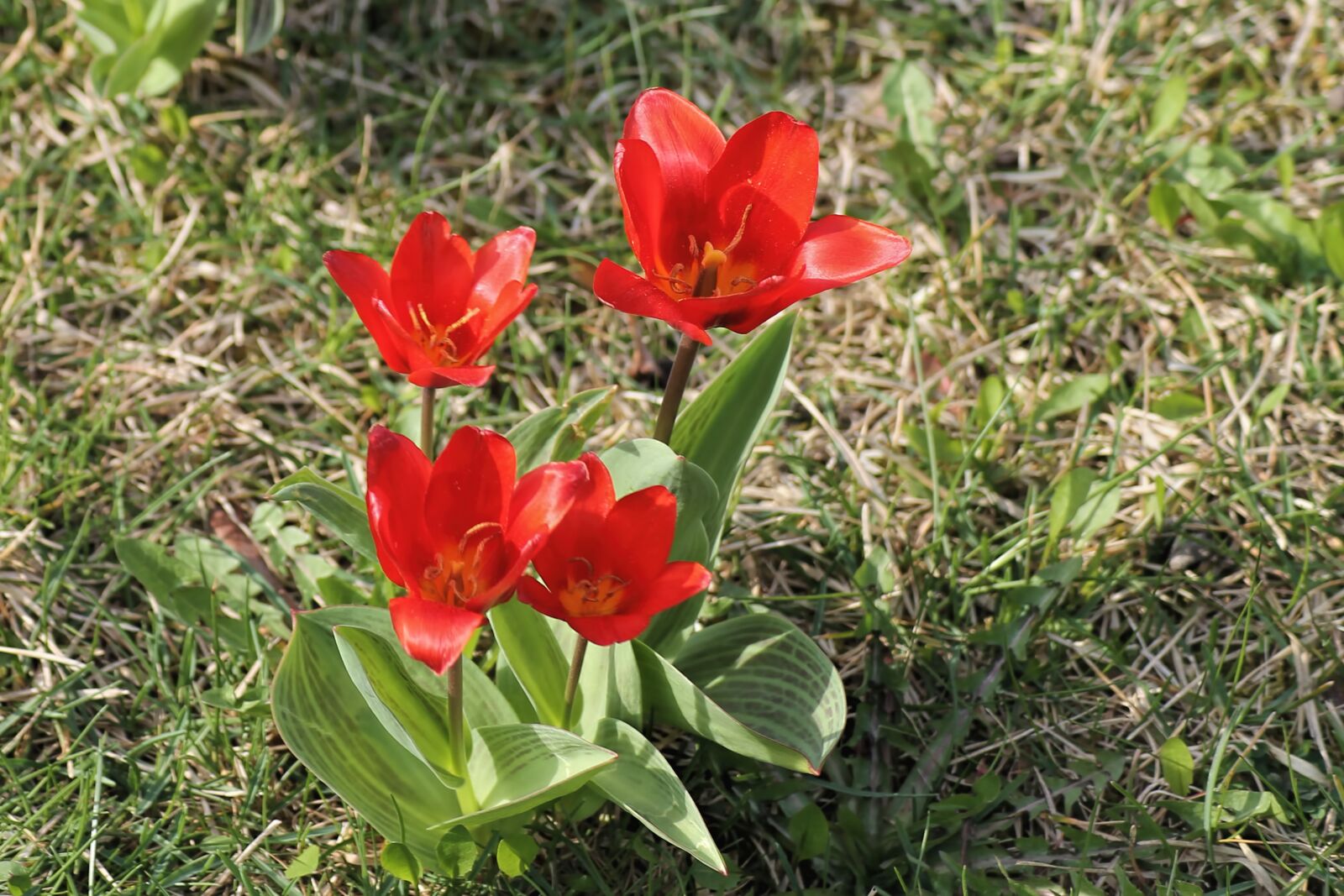 Canon EOS 1100D (EOS Rebel T3 / EOS Kiss X50) sample photo. Spring meadow, tulips, red photography