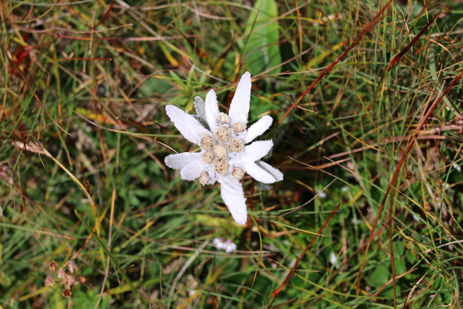 Canon EOS 80D sample photo. Edelweiss, flower, alpine edelweiß photography
