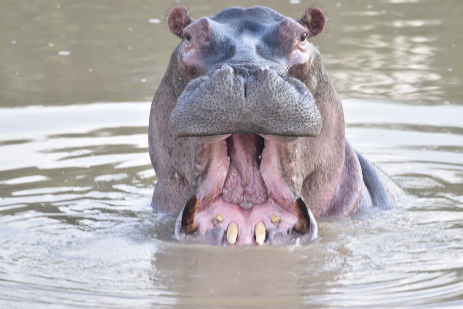 Nikon D5600 sample photo. Hippo, safari, hippopotamus photography