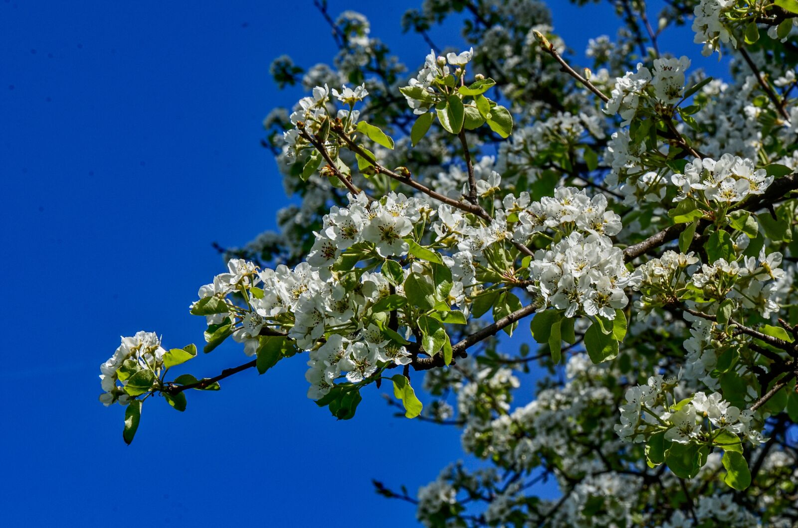 Nikon D7000 sample photo. Flowers, spring, season photography