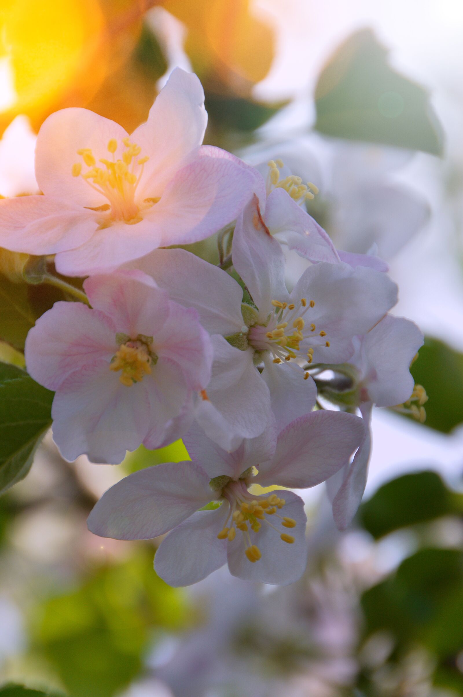 Nikon D3200 sample photo. Flower, plant, nature photography