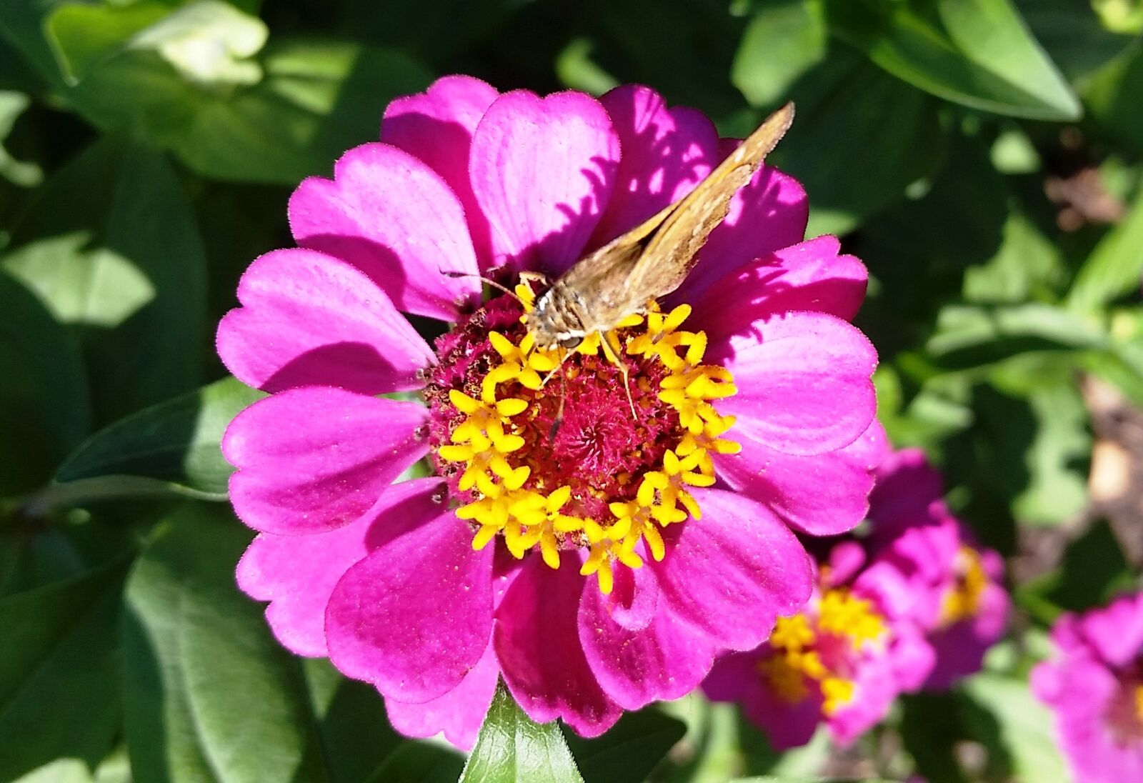 Samsung Galaxy S5 sample photo. Flower, nature, garden photography