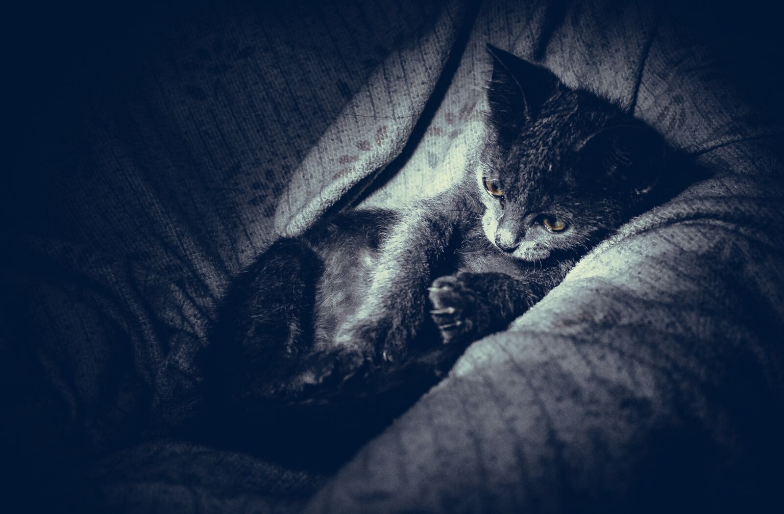 Nikon D5300 sample photo. Kitten, cat, eyes photography