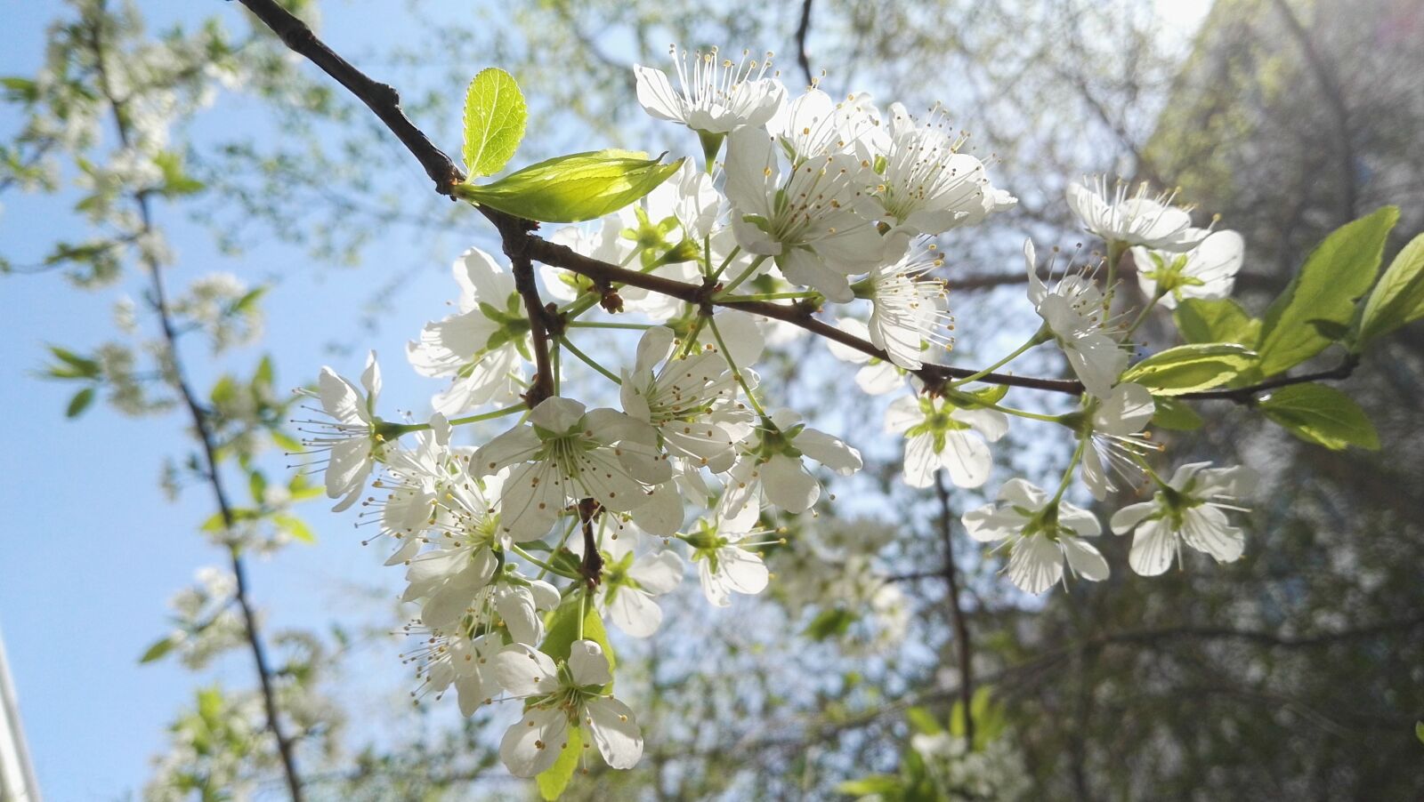 HUAWEI P8 sample photo. Spring, pear, open photography