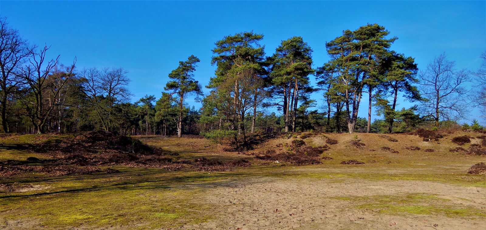 Nikon Coolpix A900 sample photo. Landscape, heide, nature photography