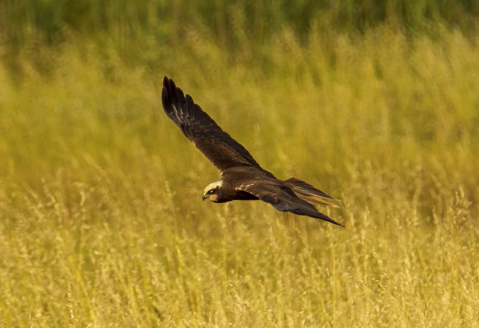 Nikon D7200 sample photo. Bird, nature, animal photography
