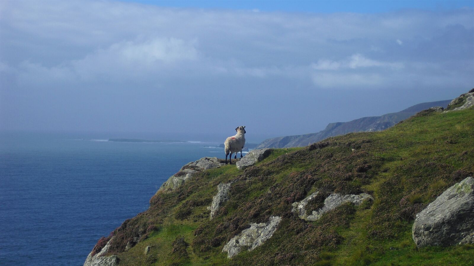 Casio Exilim EX-Z33 sample photo. Sheep, scotland, coast photography