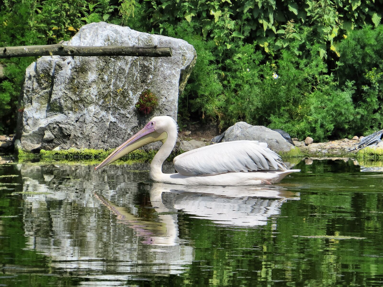 Canon PowerShot SX50 HS sample photo. Pelican, bird, nature photography