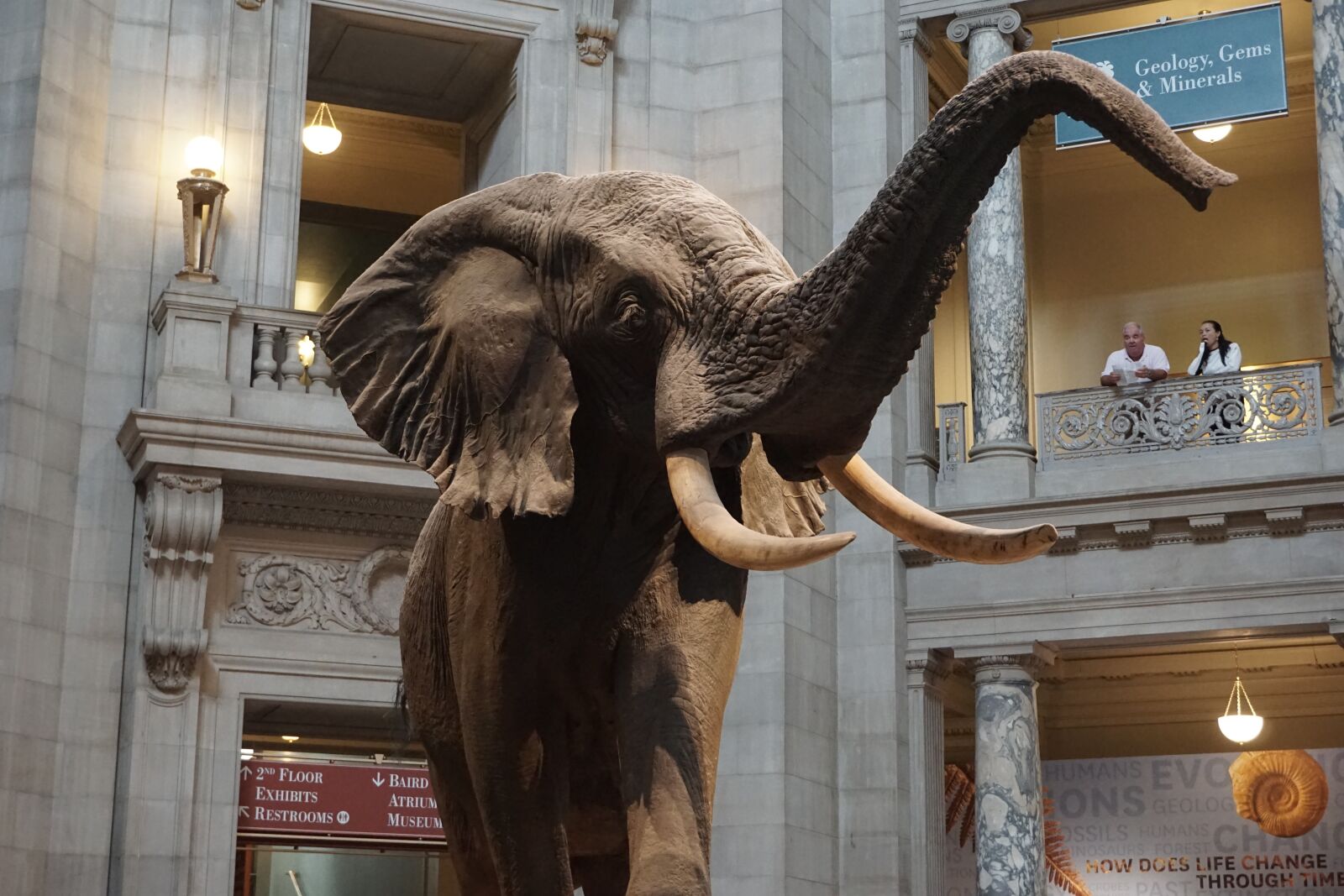 Sony a6000 sample photo. Elephant, natural history museum photography
