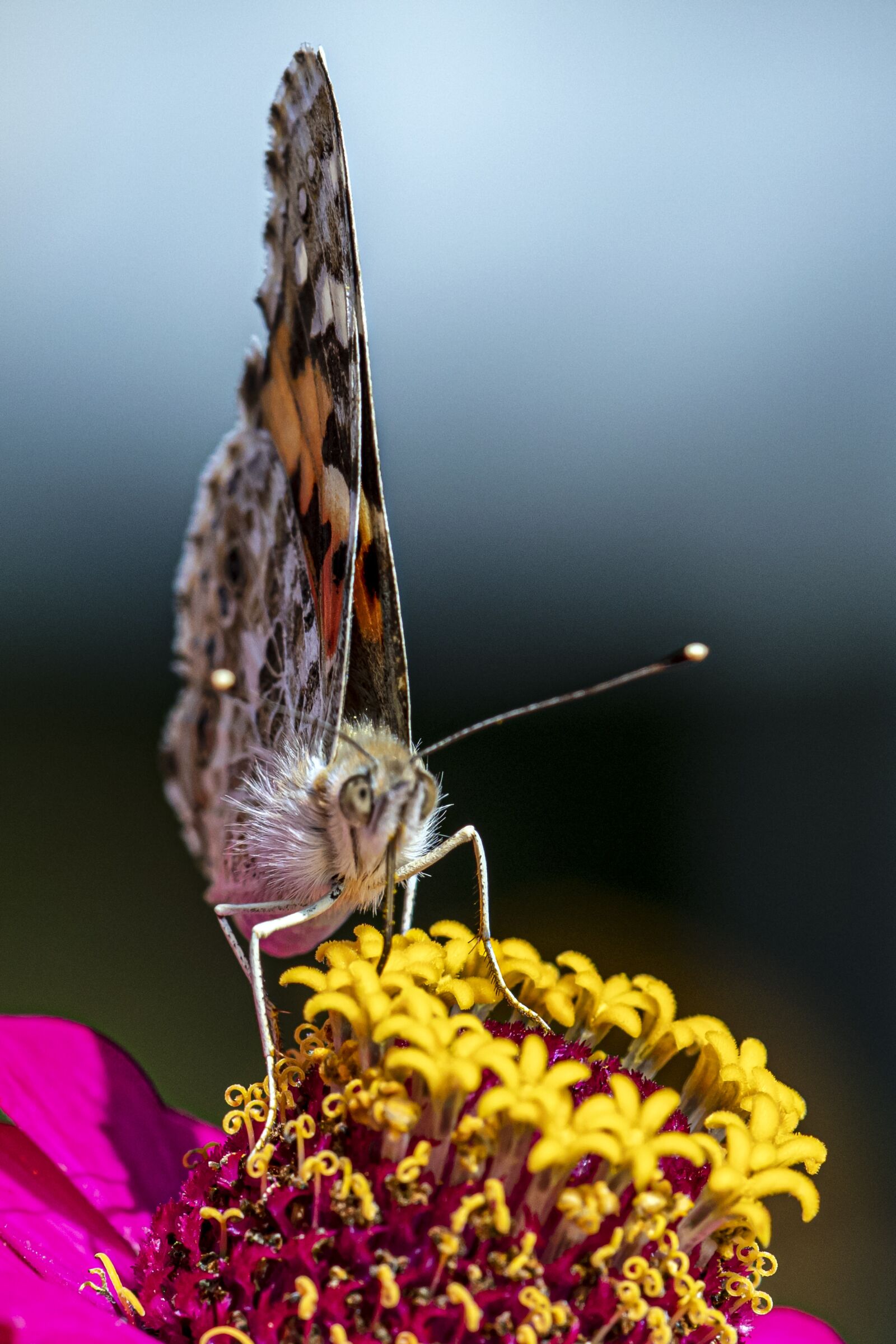 Canon EF 180mm F3.5L Macro USM sample photo. Nature, butterfly, flower photography