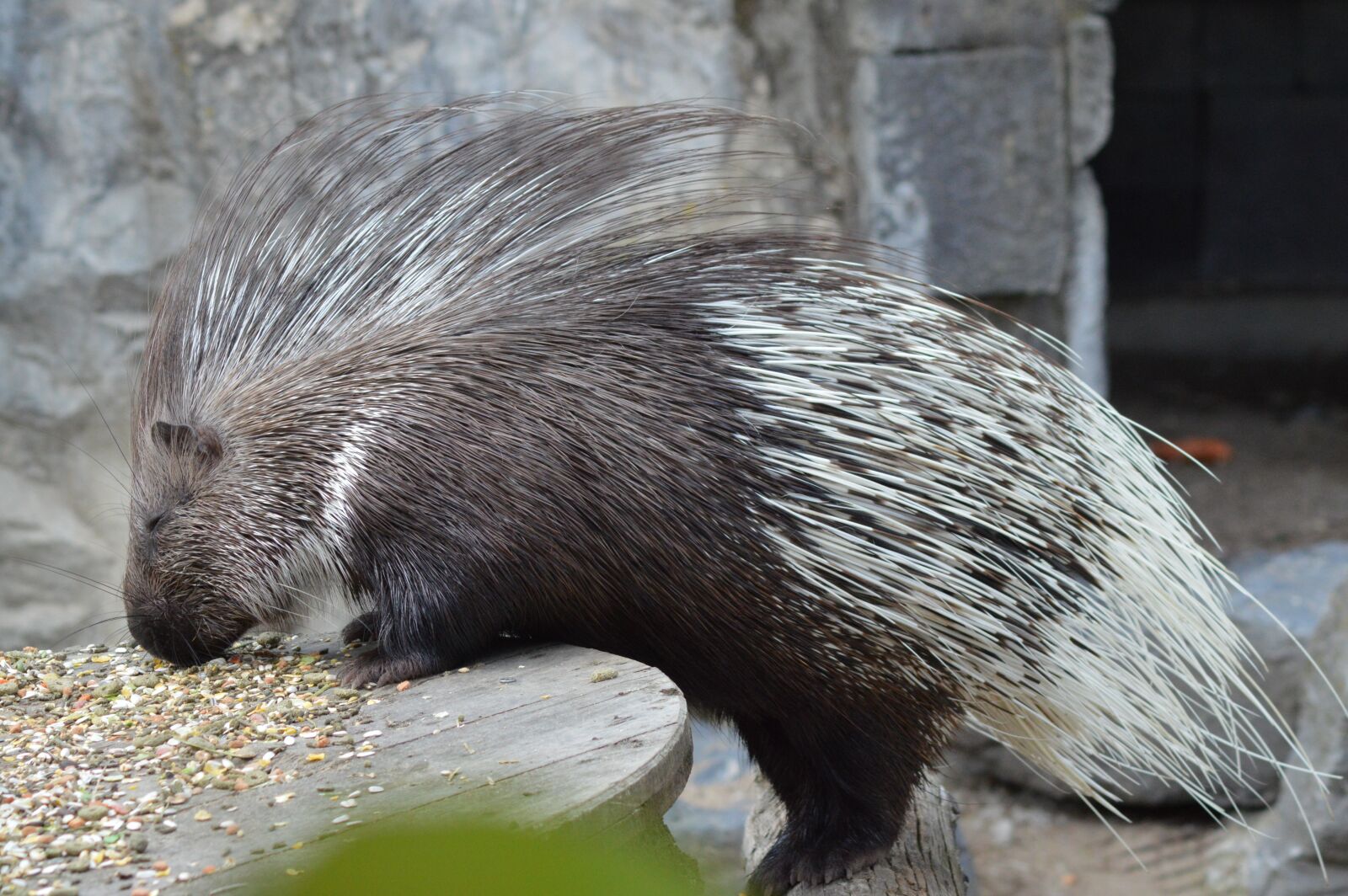 Nikon D3200 sample photo. Animal, porcupine, zoo photography