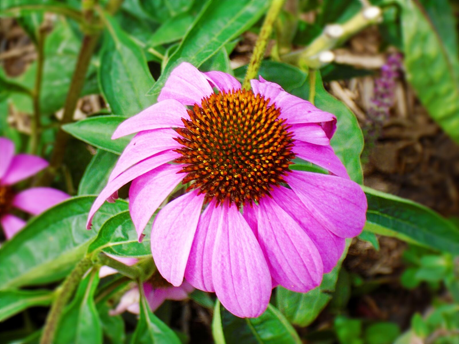 Sony Cyber-shot DSC-W800 sample photo. Cornflower, echinacea, pink photography